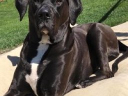 american_bull_dane_20211212_1536120791